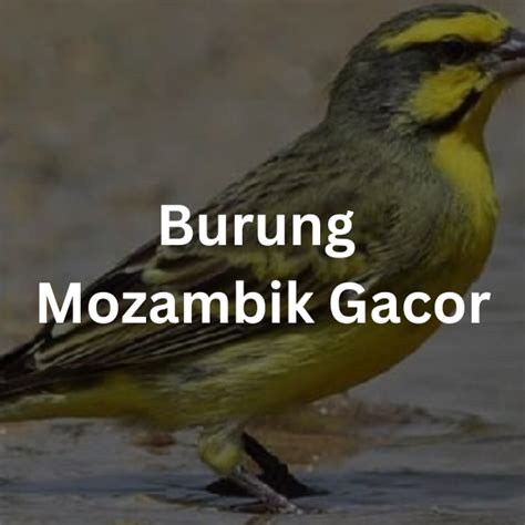 burung mozambik gacor
